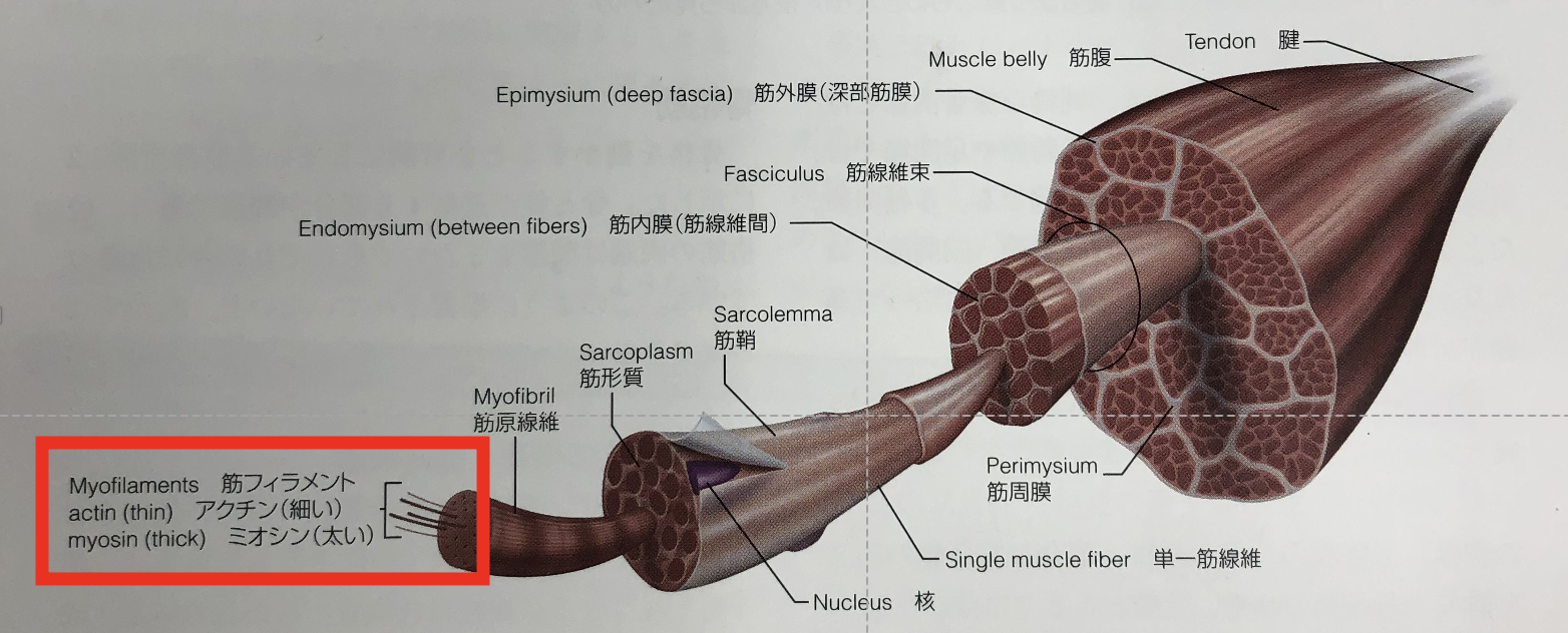 筋肉が収縮するメカニズムとは フィラメントの滑走説 パーソナルトレーニングならaspi アスピ