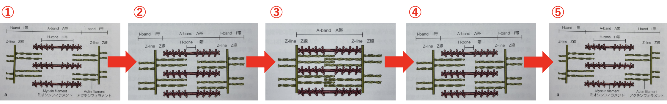 筋肉が収縮するメカニズムとは フィラメントの滑走説 パーソナルトレーニングならaspi アスピ